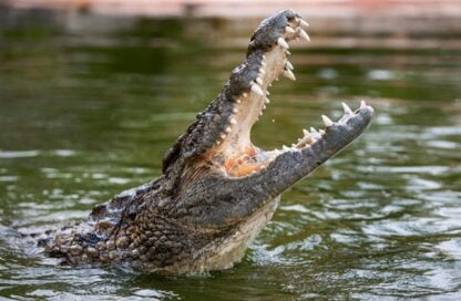 dubai crocodilepark