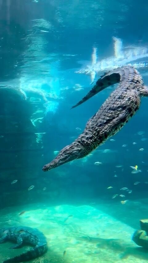 Dubai Crocodile Park Aquarium 

Watching these magnificent creatures 🐊 move under the water is just hypnotizing 

#DubaiCrocodilePark #ThrillingAdventure #UnforgettableExperience #crocodile #wildlife #alligator #visitdubai #dubaiattractions  #Dubaithingstodo