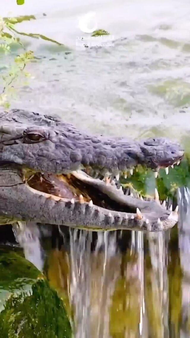 Dubai Summer is upon us☀️! Luckily for the crocodiles at Dubai Crocodile Park, their water is temperature controlled to help them regulate and stay comfortable 🐊 We’re a little jealous 😂

#dubai #dubaicrocodilepark #mydubai #summer #sun #swimming