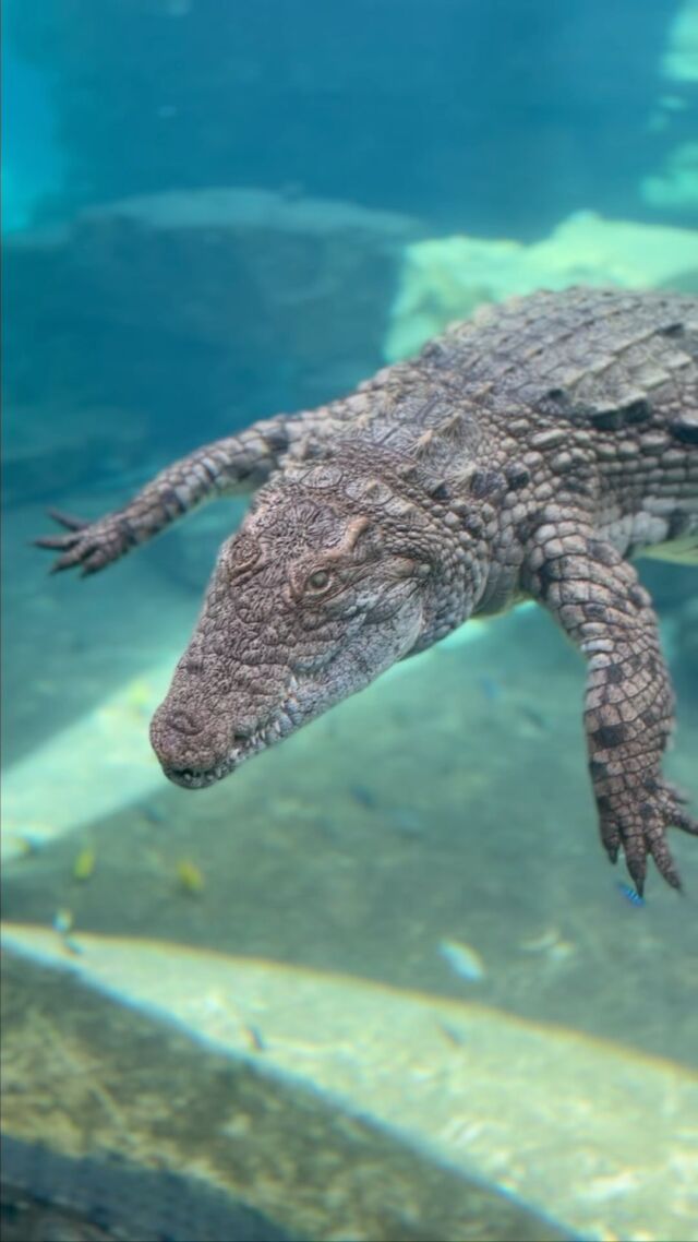 No plans for the weekend? Head on down to Dubai Crocodile Park for a fun filled afternoon! 🐊 

#dubaicrocodilepark #dubaiattractions #familyday #weekendvibes #weekend #aquarium #animalpark #zoo #fun #experience #outdoorexperience #museum #crocodilemuseum #dayout #mydubai #dubaitourism #mydxb