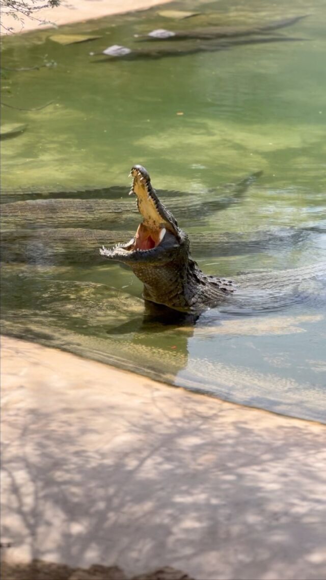 Crocodiles crocodiles crocodiles!  We ♥️🐊🐊🐊

#crocodile #dubaicrocodilepark #crocodilepark #reptile #reptilepark #reptilesofinstagram #reptilelover #reptilelove #dinosaurs