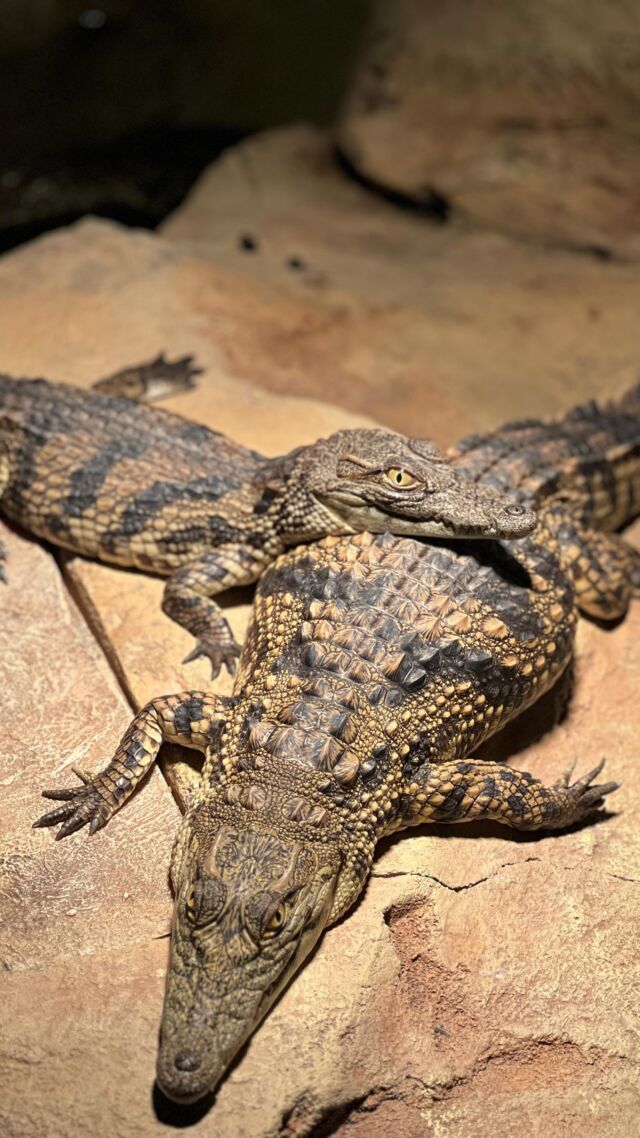 The 5 month old cuties being fed in our museum aquarium 🥰 Baby crocodiles can catch their own prey the minute they hatch out of their egg.  They do not depend on their mom to feed them 🐊 

#babycrocodile #dubaicrocodilepark #dubai #independent #cute #crocodile #hungry #eat #dinosaur #reptile #mydubai #dubaiattractions
