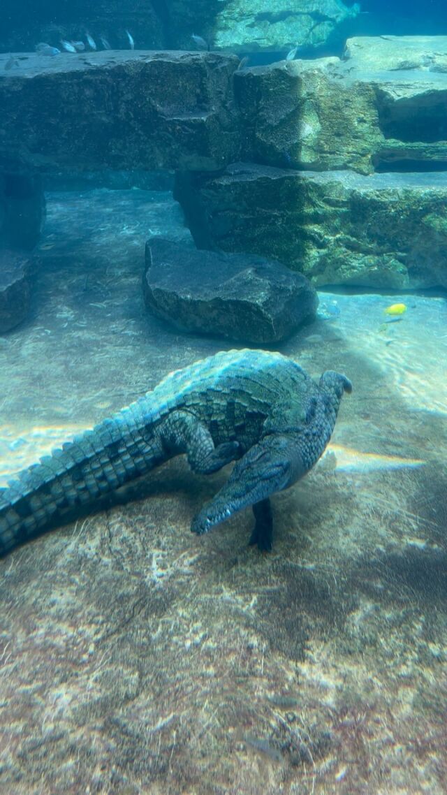 When an itch attacks 😬🐊

#dubaicrocodilepark #crocodile #reptile #reptilian #amphibious #wildlife #aquarium #dubaiwildlife
