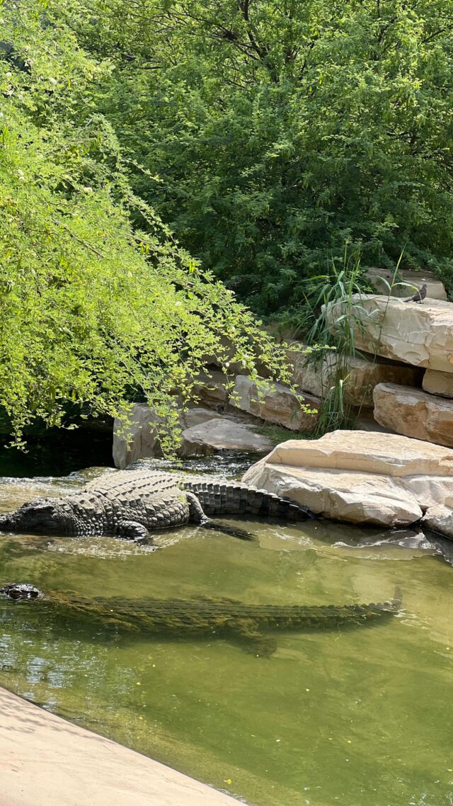 Can crocodiles climb??? Although crocodiles seem to look rather clumsy when moving around on land with their short legs and heavy bodies, they actually are good capable climbers. 🐊

#dubaicrocodilepark #crocodile #climb #nature #naturelovers #wildlife #reptile #reptile #instadaily #animal #animallovers #animalcrossing