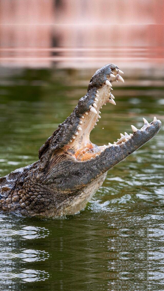 Enjoy your summer with Dubai Crocodile Park.

Mushrif, Dubai

#dubaicrocodilepark #dubai #crocodile #park #zoo #dubaisummer #dubaidestinations #dubaitourism