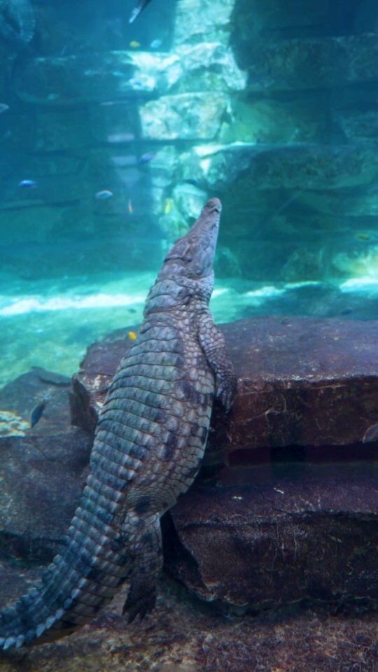 Crocodiles are fascinating reptiles known for their remarkable amphibious nature. They are well-adapted to both aquatic and terrestrial environments, making them skilled predators. With their elongated bodies, powerful limbs, webbed feet and strong tails, crocodiles are well-suited for living in and navigating through aquatic environments.


#dubaicrocodilepark #crocodile #visitdubai #dubailife  #dubailifestyle #mydubai #traveldubai #dubaigram  #dubaidestinations #dubai