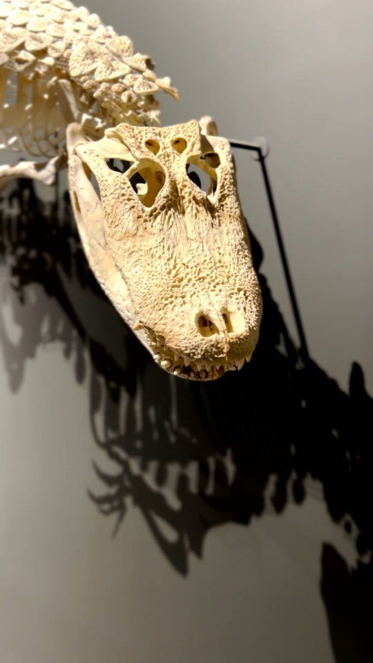 Did you know that you can spot differences between crocodile and alligators just by looking at their face?
1.	Crocodiles tend have a more pointed V-shaped snout while alligators have a rounded U-shaped snout.
2.	When a crocodile's mouth is closed, its upper and lower teeth are visible while interlocking whereas only the upper teeth are visible when an alligator's mouth is closed.
3.	The fourth tooth of a crocodile fits into a notch in the skull, alligators do not have this notch.

#dubaicrocodilepark #crocodile #dubai #animals #dubaidestinations #nature #dubaitourism #aligator #touristdestination #dubaitravel #dubailife #wildlife #mydubai