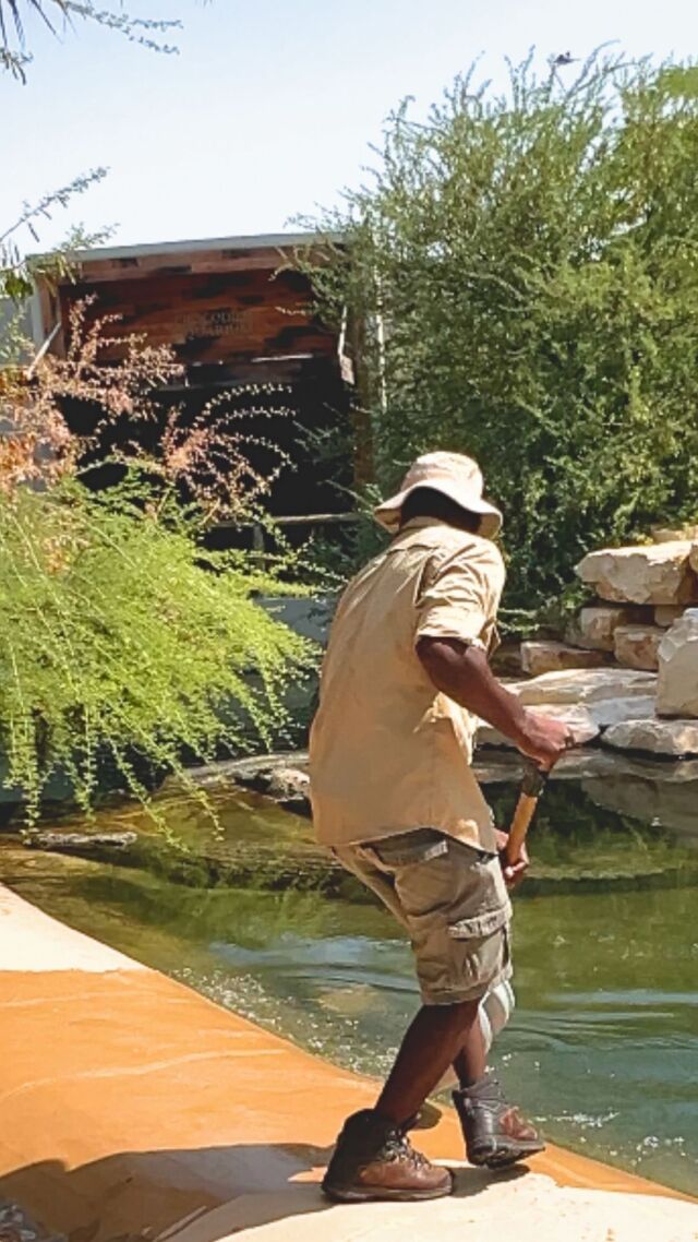 Behind the scenes: Basin Cleaning at Dubai Crocodile Park 

It’s not just about feeding and showcasing these magnificent creatures, but also about providing them with a clean and comfortable environment to thrive in. Our team of dedicated caretakers works tirelessly to keep the crocodile basins pristine and healthy

#dubaicrocodilepark #dubai #attraction #uae