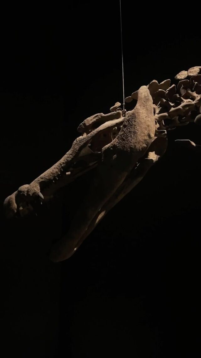 This is one of the biggest crocodilians that ever roamed the earth: Deinosuchus

Come see the remains of this ancient creature in our Crocodiles Museum. 

Book your tickets now through our website: dubaicrocodilepark.com

#dubaicrocodilepark #dubai #crocodile #museum #deinosuchus