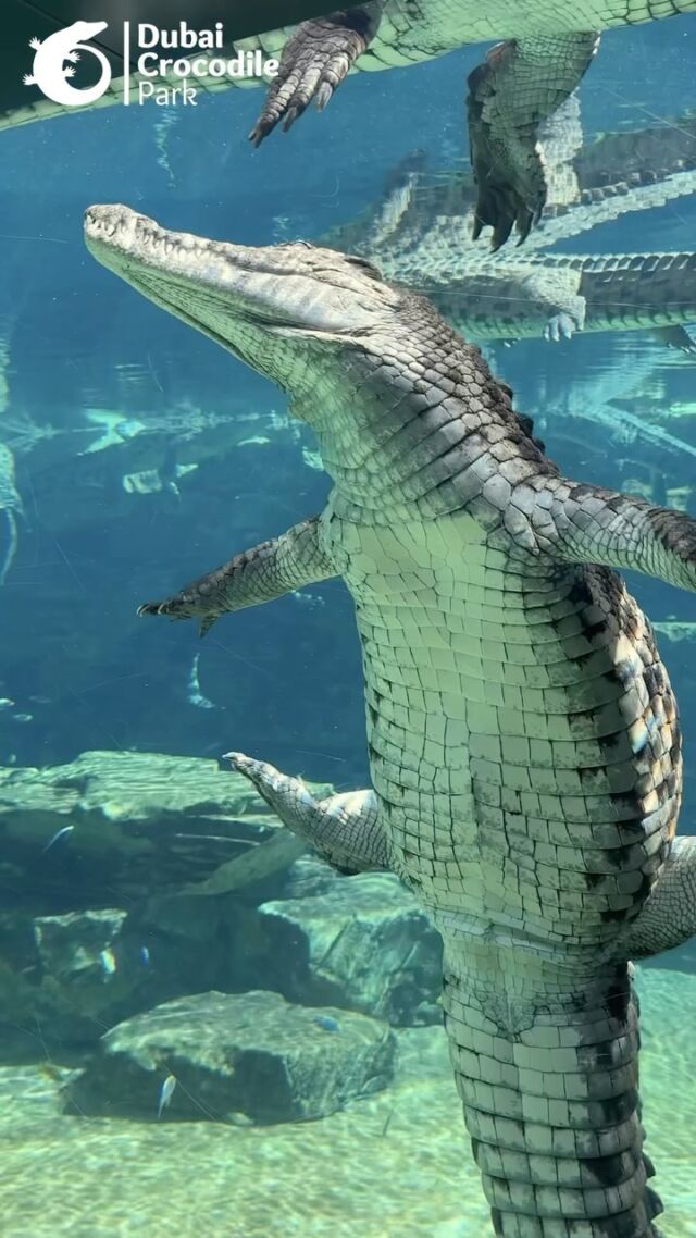 Looking for an unforgettable adventure?

Come to Dubai Crocodile Park and immerse in a face-to-face underwater experience.

Book your tickets now.

#DubaiCrocodilePark #Adventure #Dubai #Africanlake #crocodile