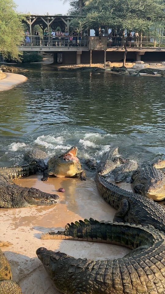 It's feeding time at Dubai Crocodile Park!

Catch our reptilian friends in action. Every Thursday, Friday, Saturday, and Sunday at 4:30pm.

Come and enjoy with your family or friends. Book tickets through our website or buy it from our reception. 

#dubaicrocodilepark #dubai #visitdubai #crocodile