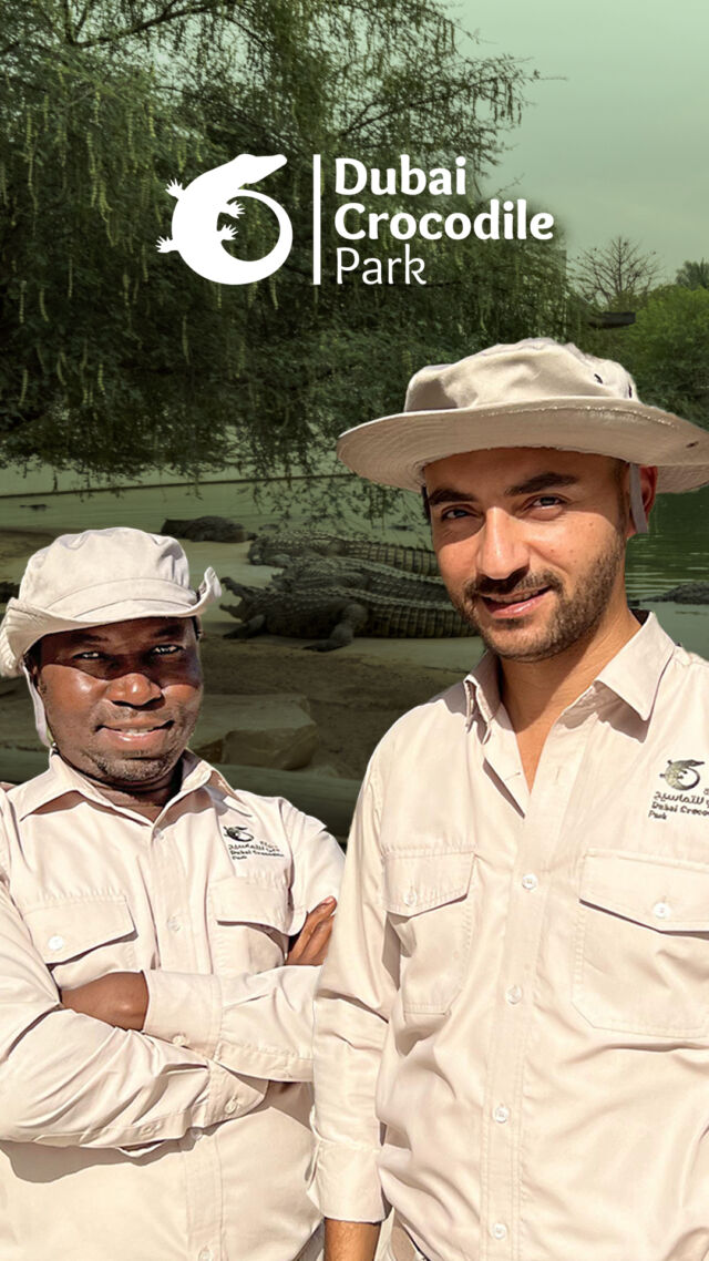Meet our passionate guides

Hesham and Mustafa

#dubaicrocodilepark #dubai #crocodile