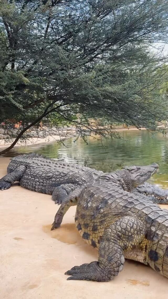 Witness the power and grace of crocodiles in action! From powerful jaws to lightning-fast reflexes.
Dubai Crocodile Park brings you up close to the incredible world of crocodiles. 
Be Amazed 

#DubaiCrocodilePark #CrocodileReel #crocodile  #dubai #NaturelsAmazing