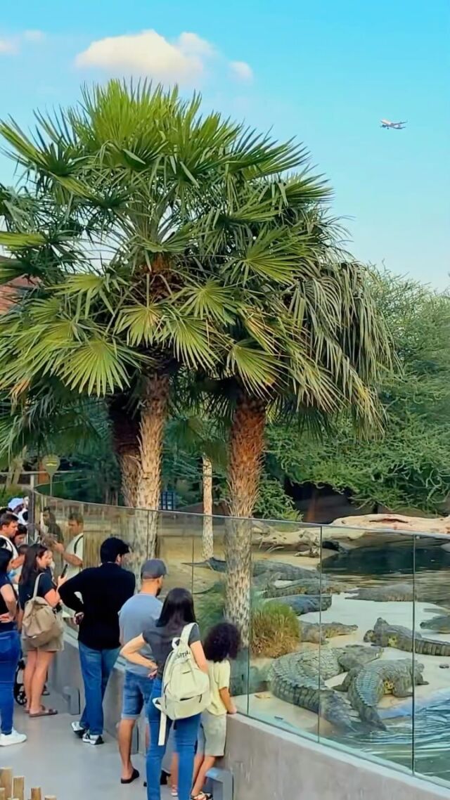 Are you planning your next thrilling adventure?

Discover the home of Nile crocodiles while taking a journey through an African-themed park, and conquer your fears! 🐊

#dubai #dubaicrocodilepark #destination
