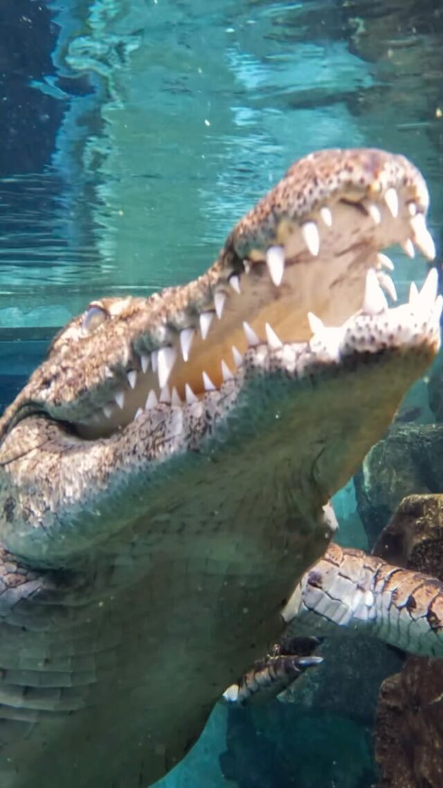 Come face-to-face with the Nile crocodile! See one of the world’s largest crocodile species relaxing in a replica of their natural African lake habitat at Dubai Crocodile Park.

Book your tickets through our website: dubaicrocodilepark.com

#DubaiCrocodilePark #AfricanLake #NileCrocodile
#Dubai